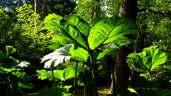 Dans les feuilles géantes